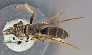 Media type: image;   Entomology 26648 Aspect: habitus dorsal view
